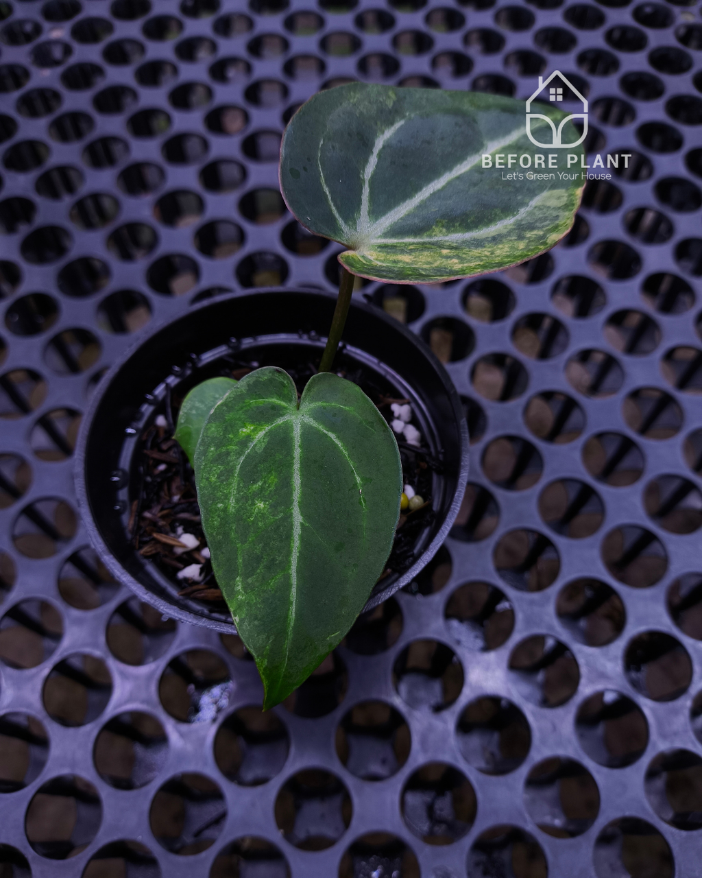 Anthurium Black Venom x Angela Black Widow