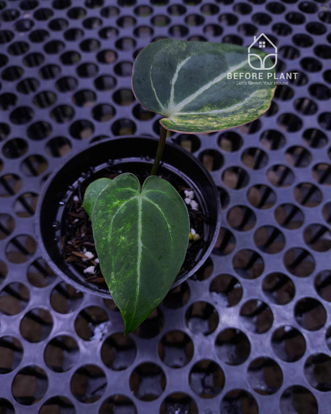 Anthurium Black Venom x Angela Black Widow