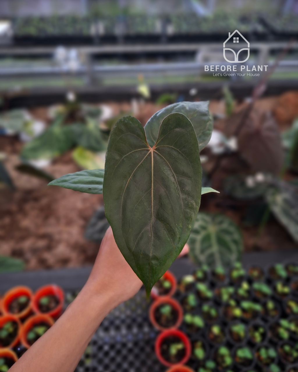 Anthurium Portillae x Dressleri