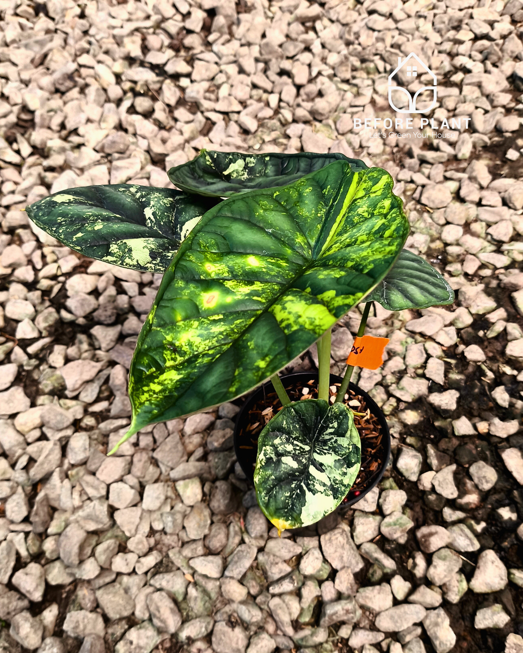 Alocasia Dragon Scale
