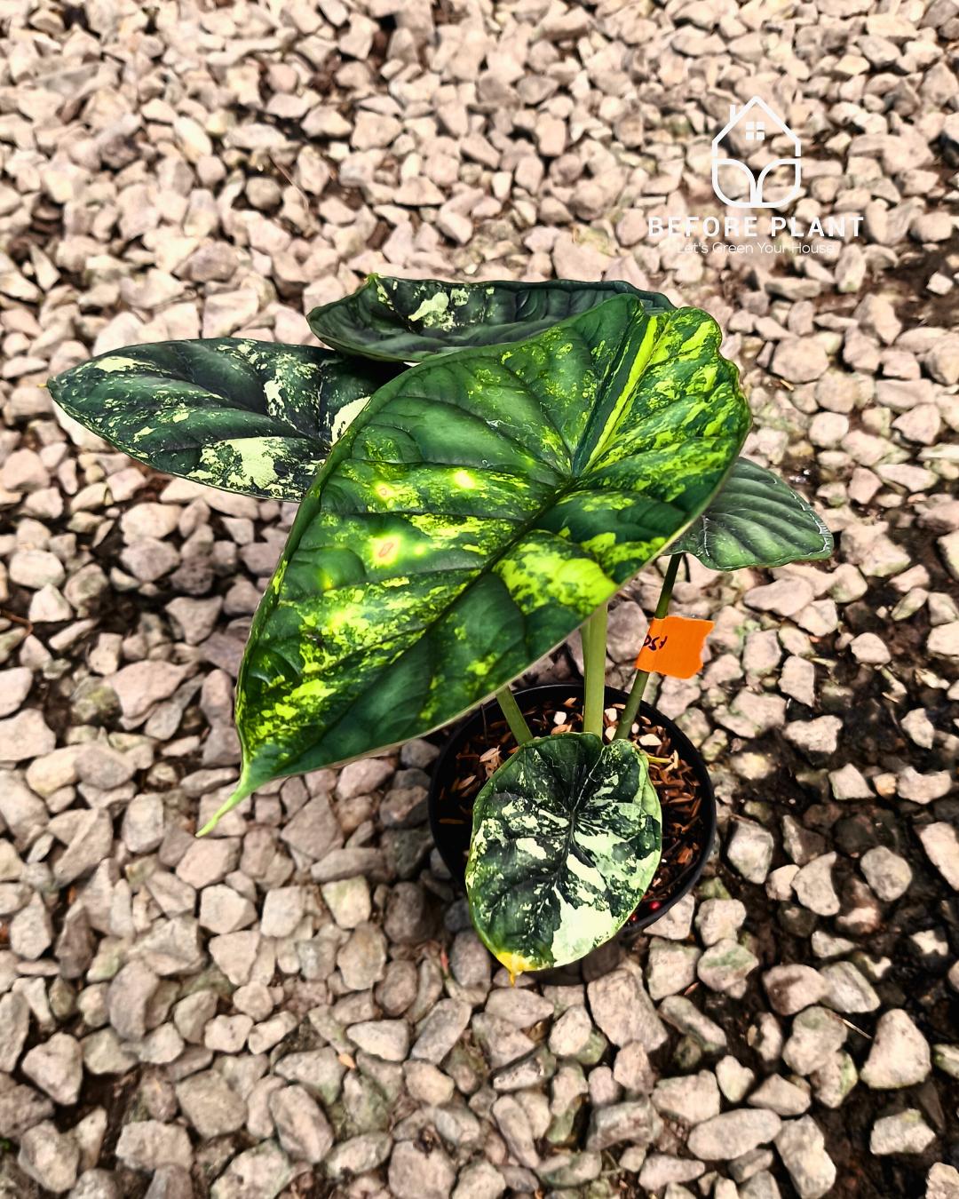 Alocasia Dragon Scale