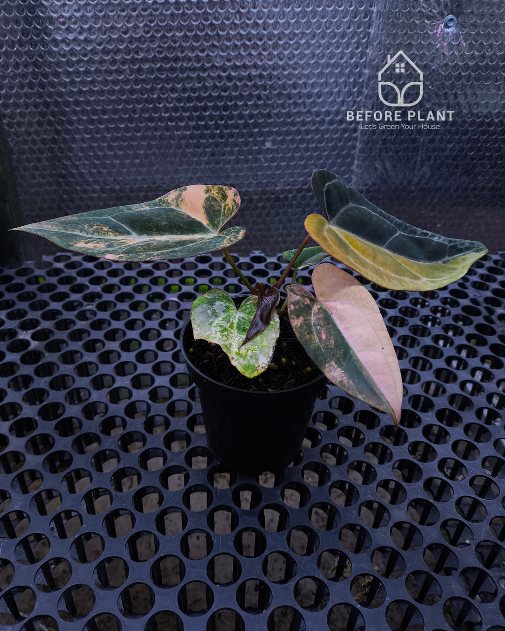 Anthurium Black Venom x Twilight Armor