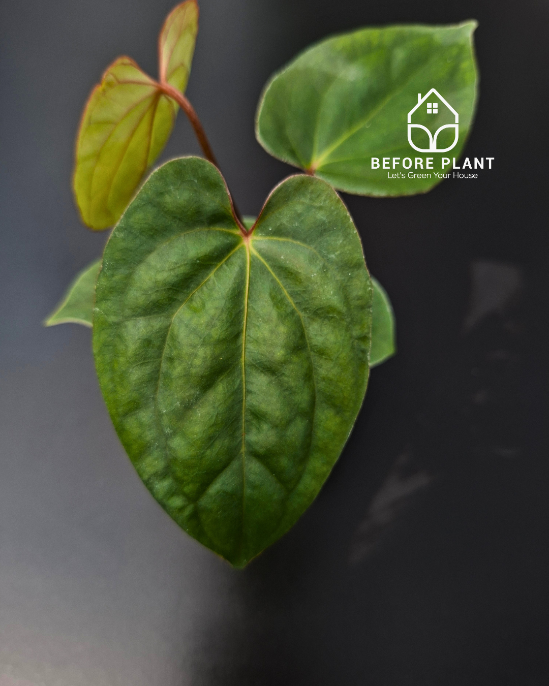 Anthurium Porti NSE x Dressleri NSE