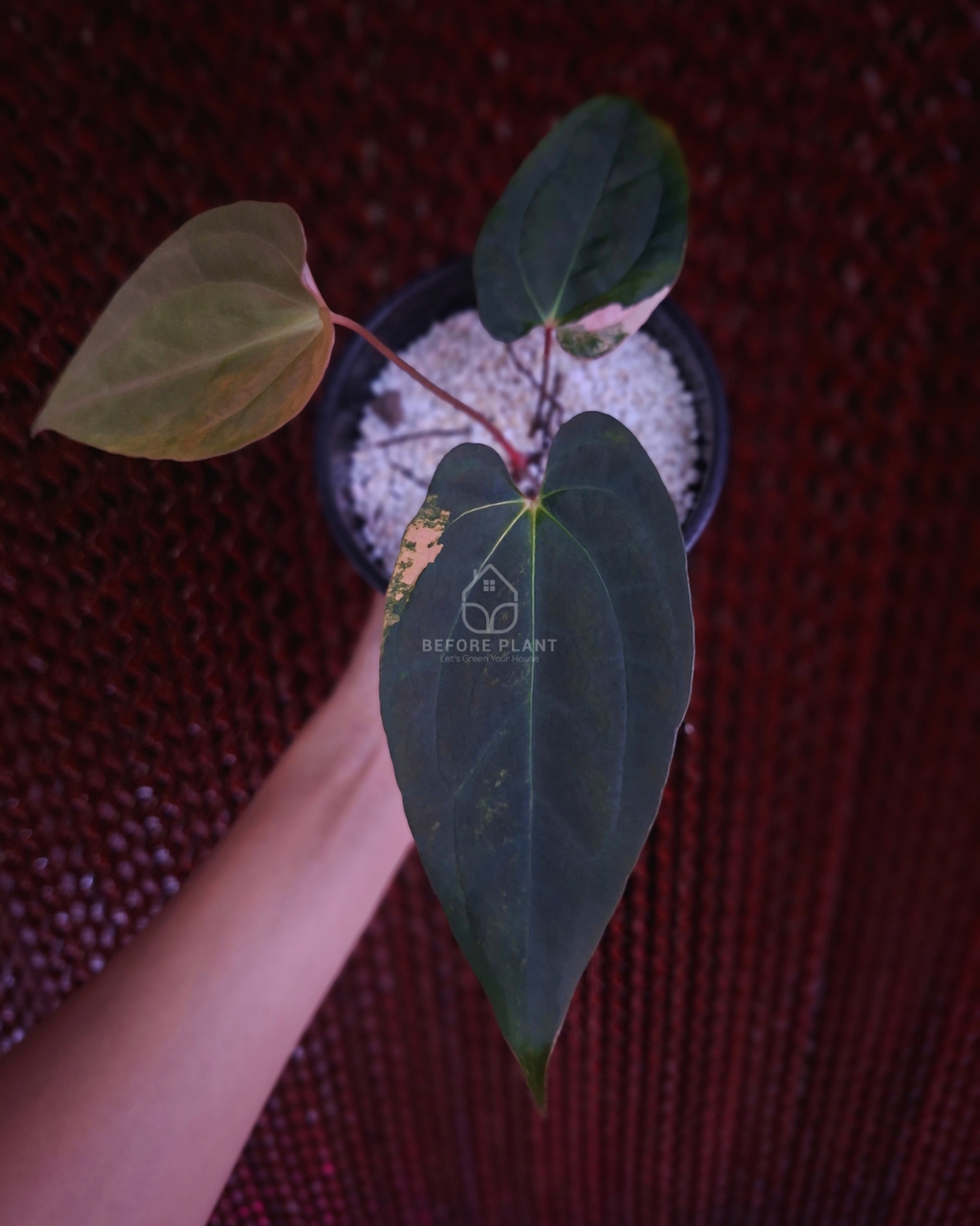 Anthurium Papi Variegated x Rhalp Lynam