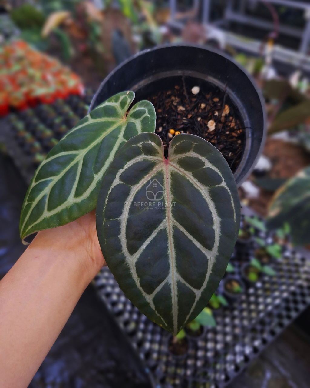 Anthurium Red Tiger