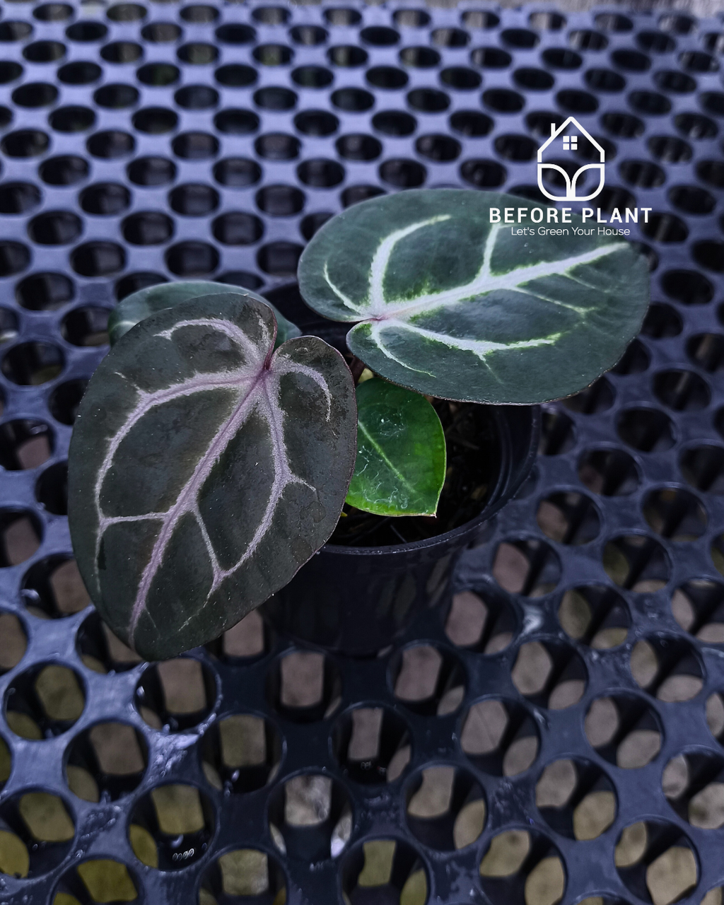 Anthurium Michelle Pink x Self