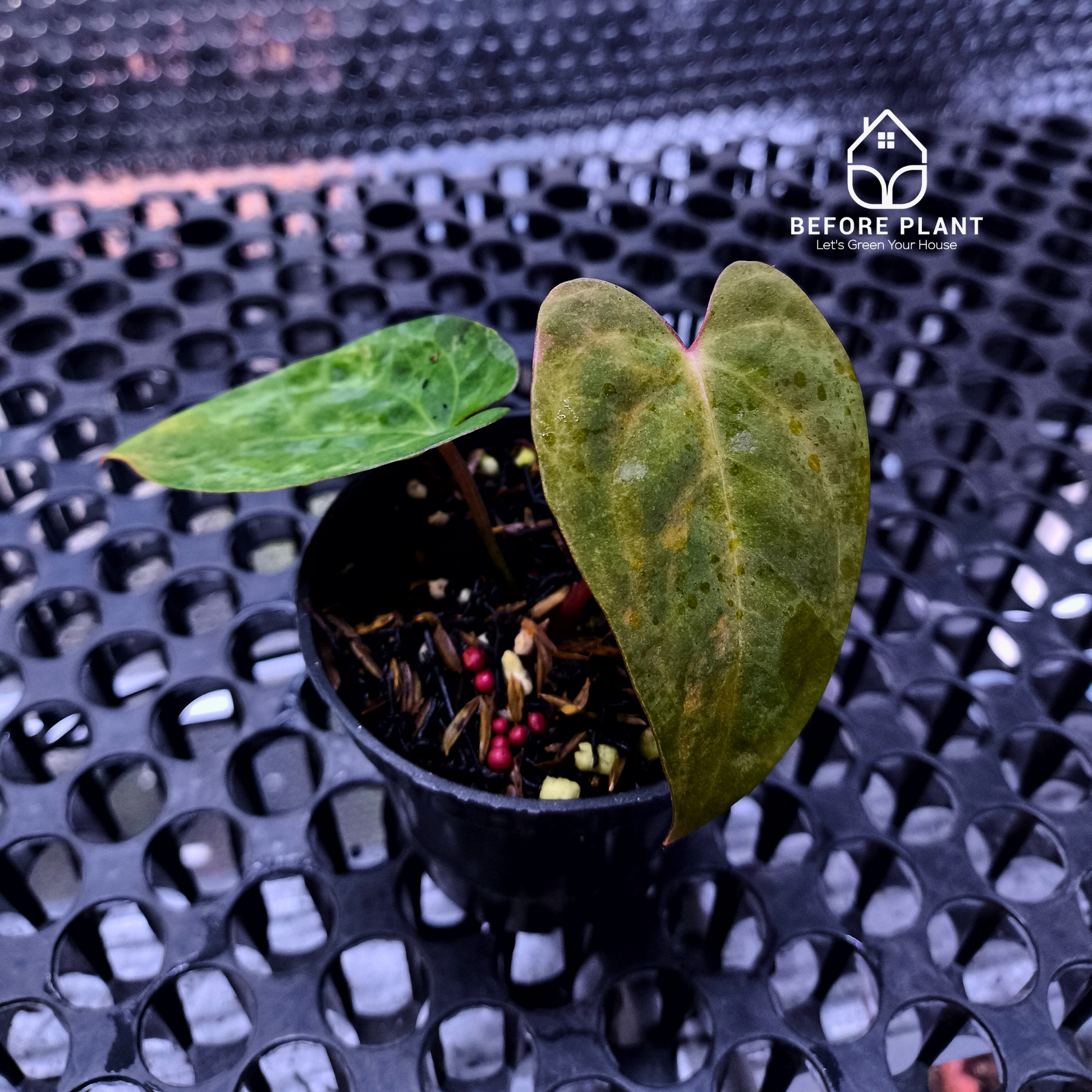 Anthurium Papi Variegated x Carla