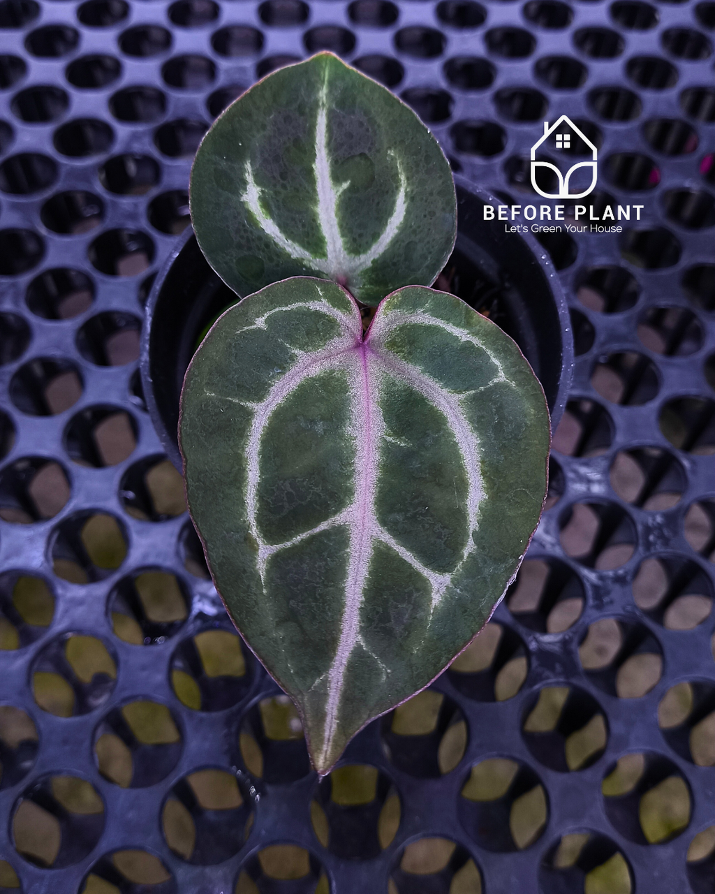 Anthurium Michelle Pink x Self