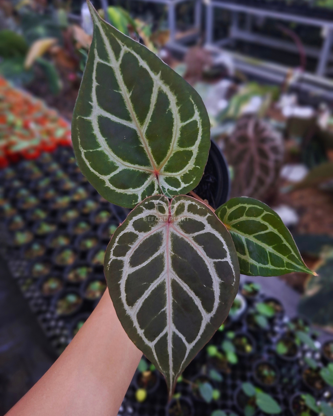 Anthurium Red Tiger