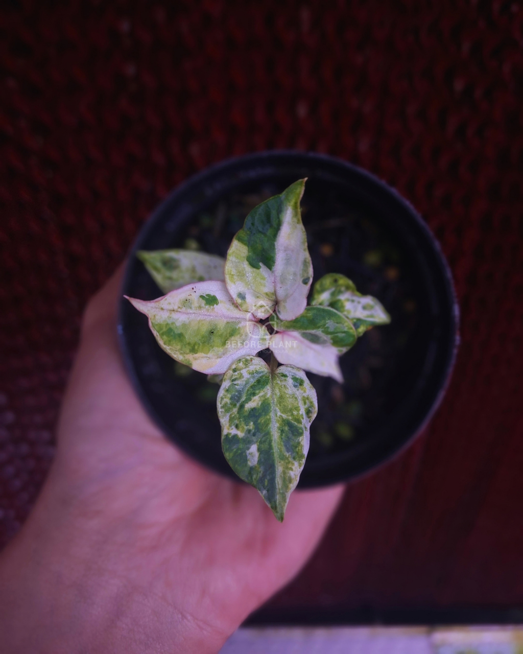 Anthurium Michelle x Silver Blush KOS