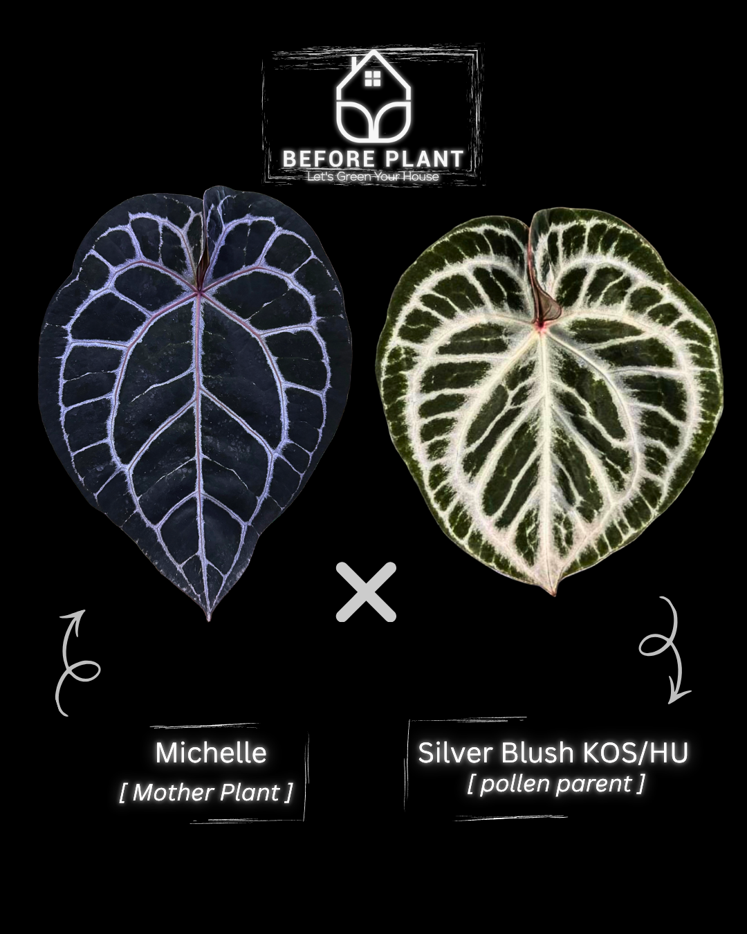 Anthurium Michelle x Silver Blush KOS/HU