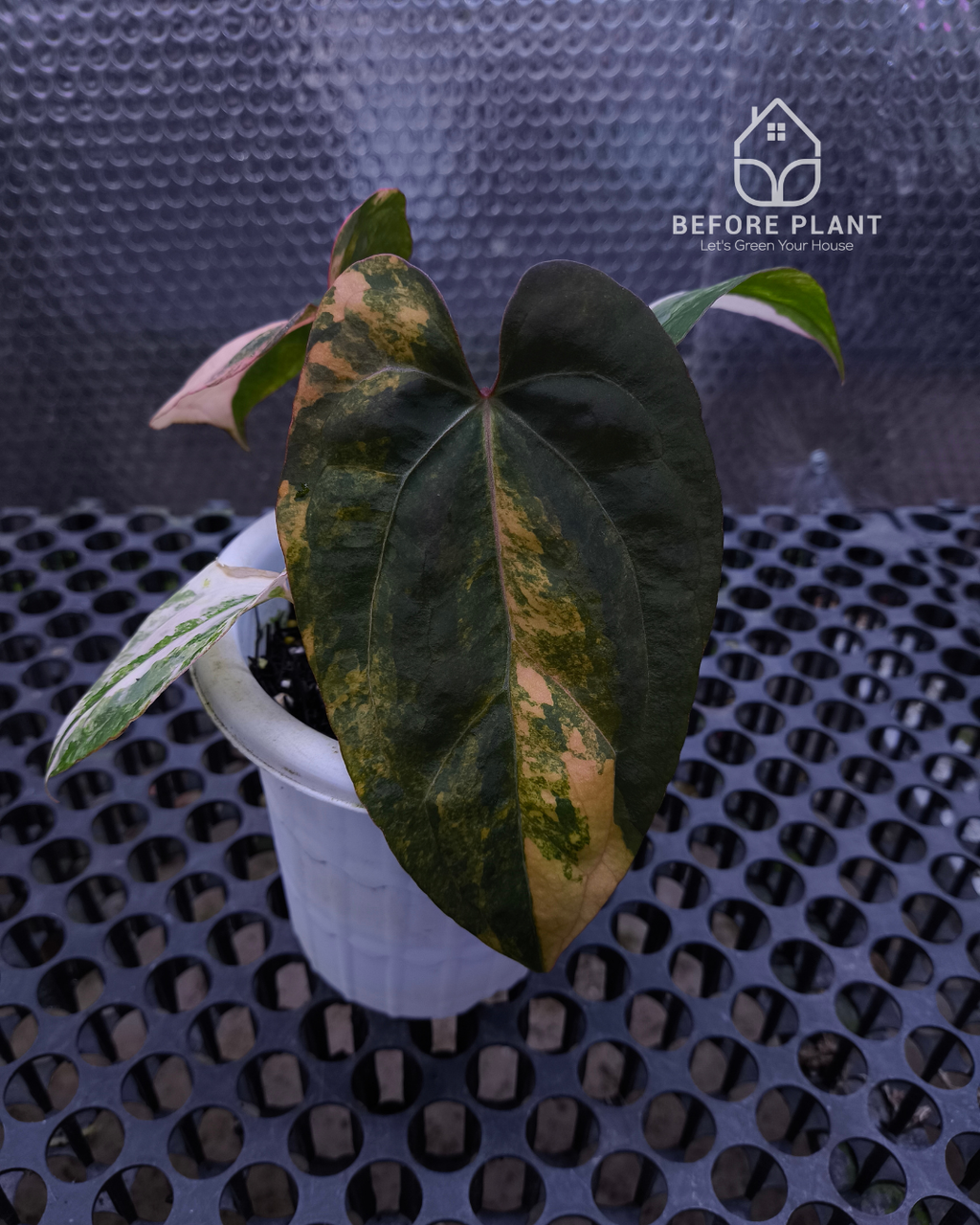 Anthurium Black Venom x Twilight Armor