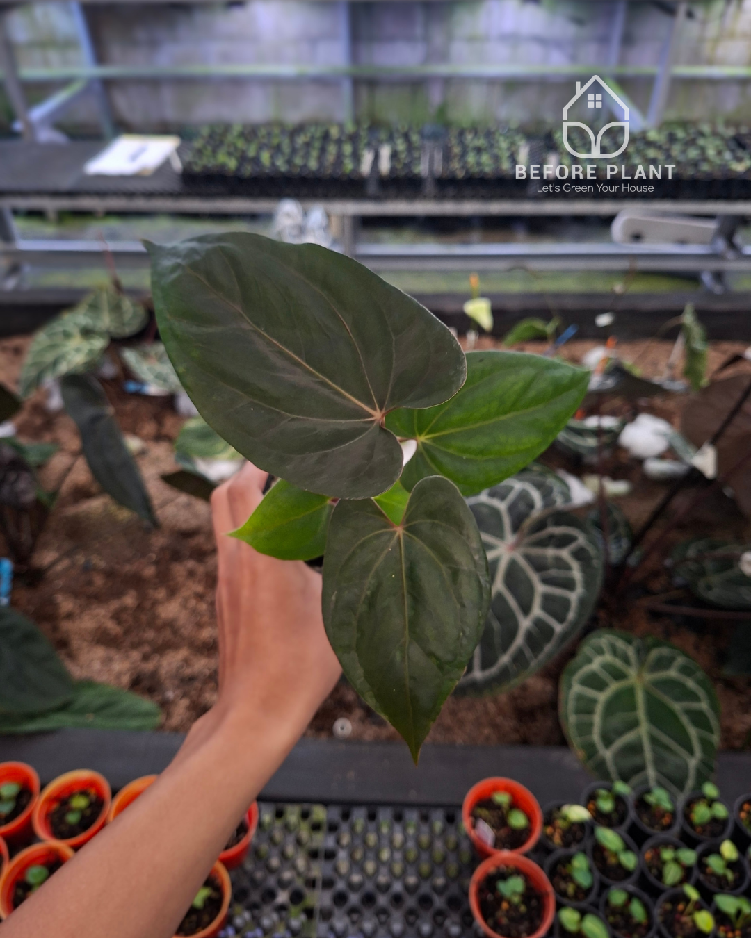 Anthurium Portillae x Dressleri