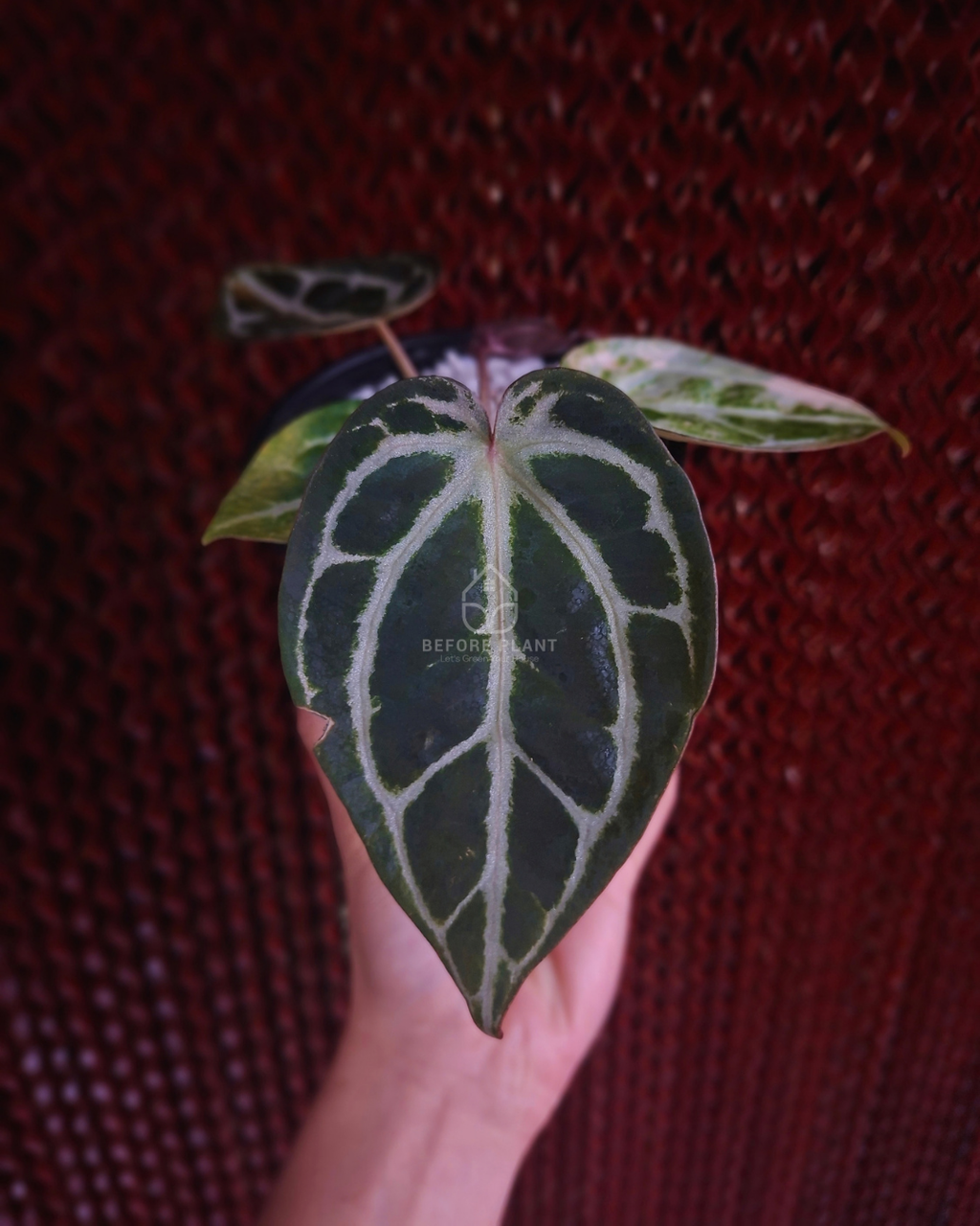 Anthurium Michelle Var x SKG Pink Lemonade Black Widow Michelle