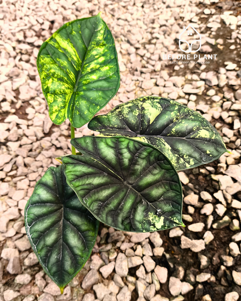 Alocasia Dragon Scale