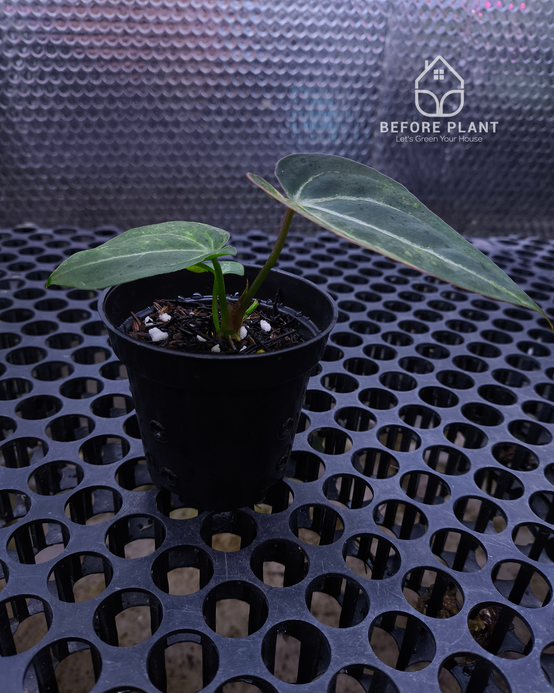 Anthurium Black Venom x Angela Black Widow