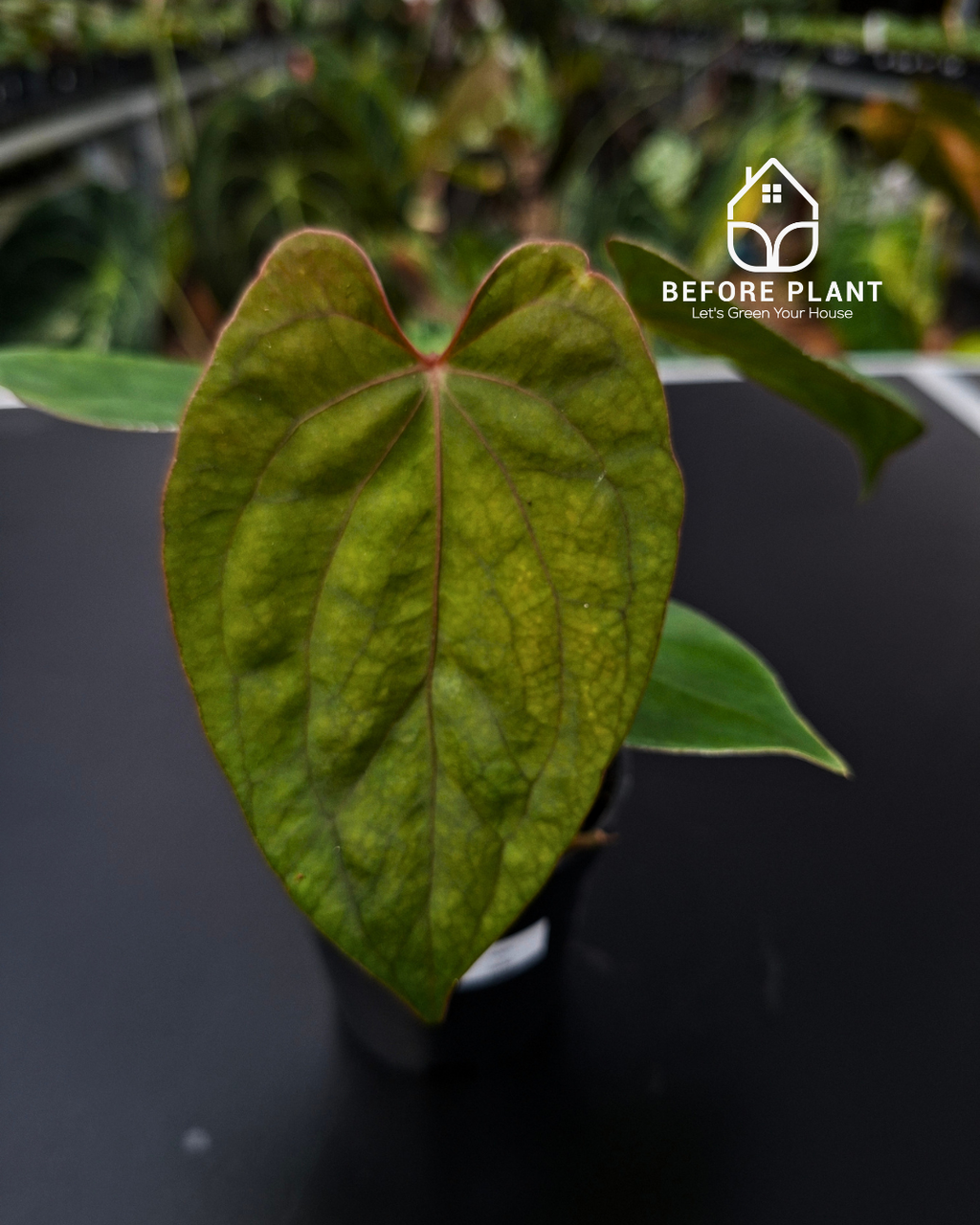 Anthurium Porti NSE x Dressleri NSE