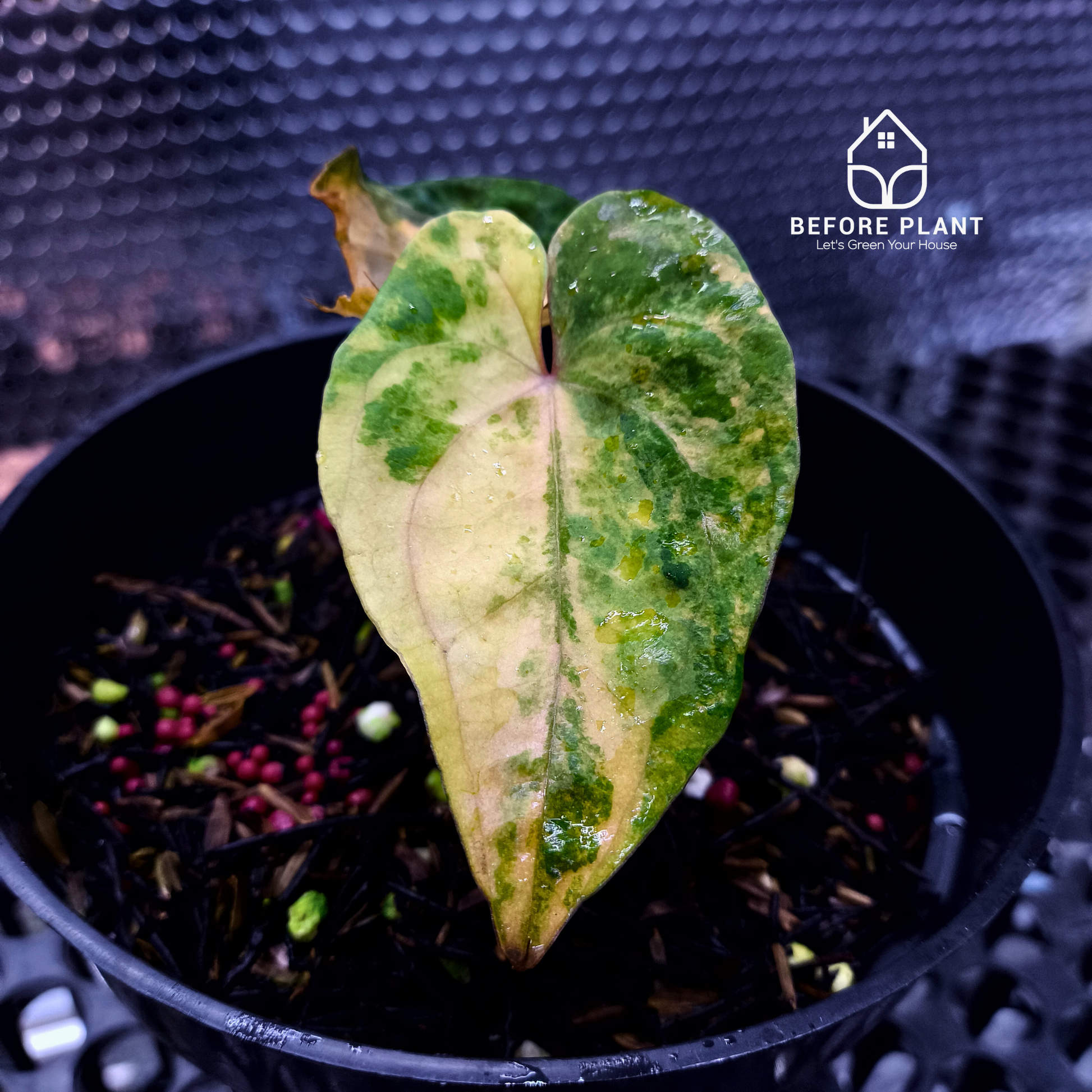Anthurium Papi Variegated x Gunayala