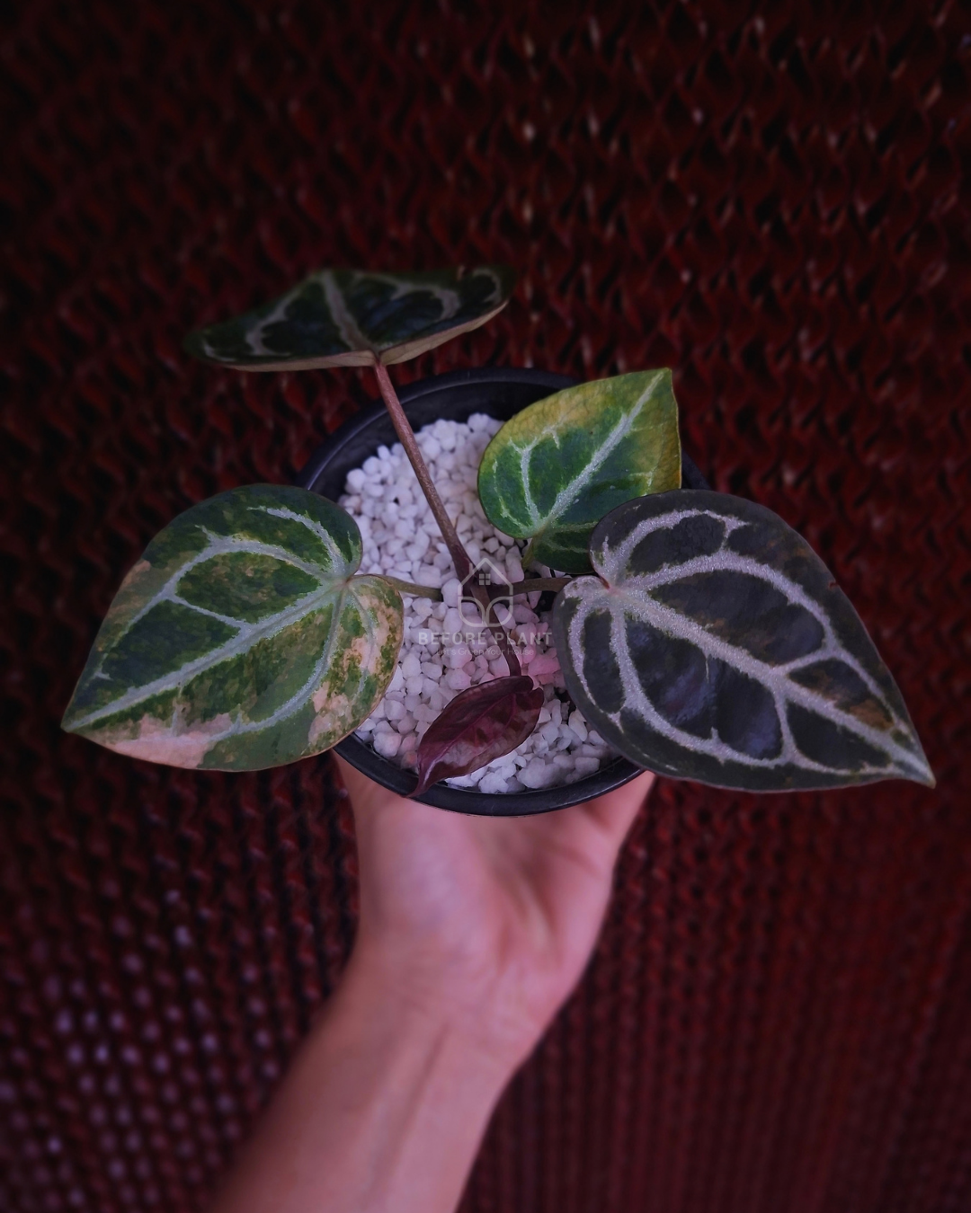 Anthurium Michelle Var x SKG Pink Lemonade Black Widow Michelle