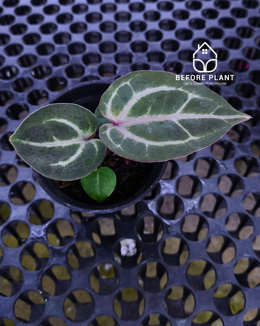 Anthurium Michelle Pink x Self