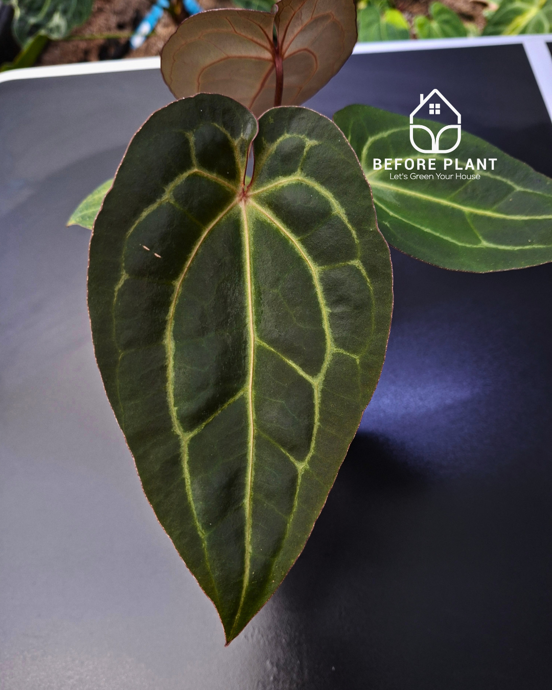 Anthurium Black Muscle x Tortoise Grey