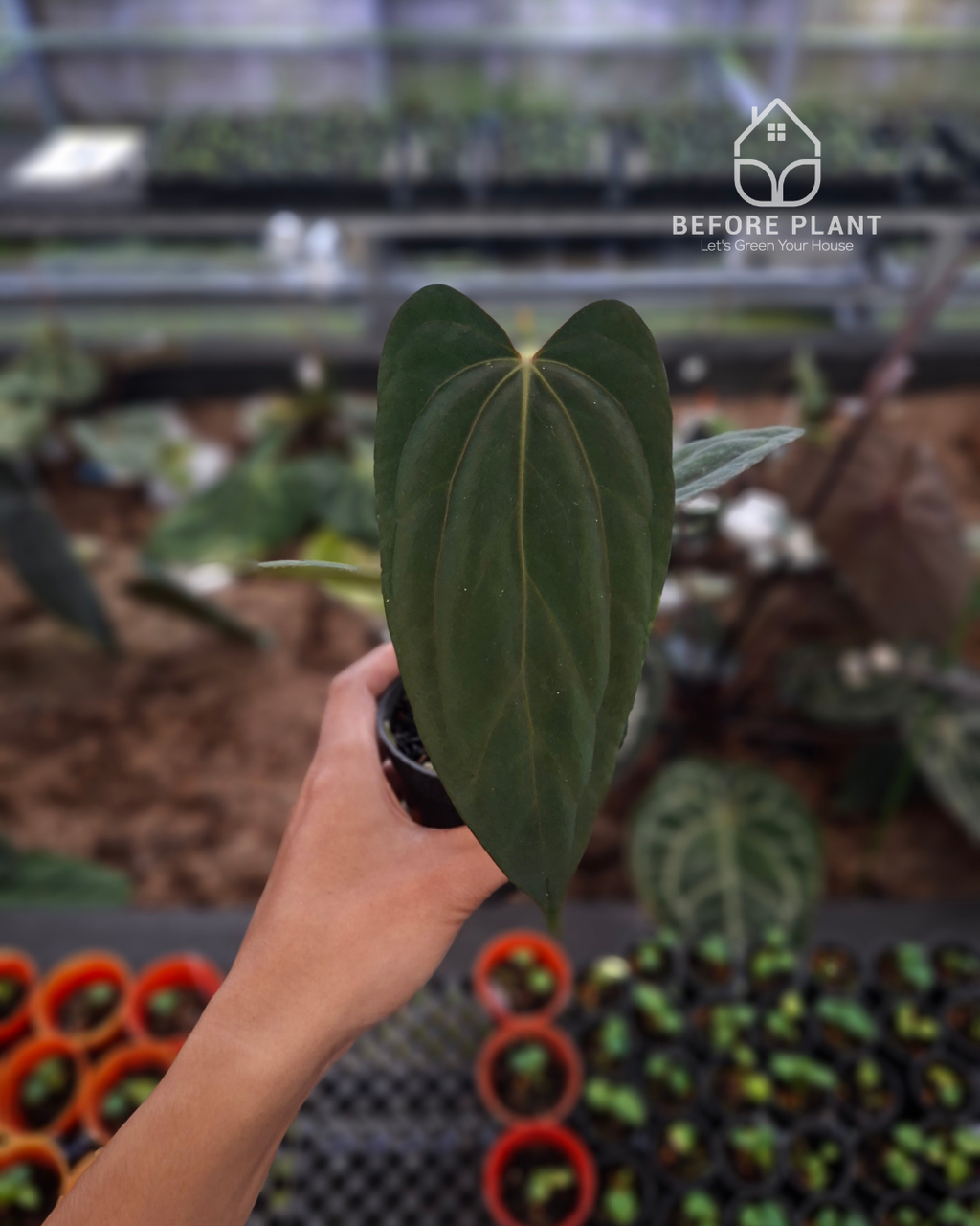 Anthurium Portillae x Dressleri