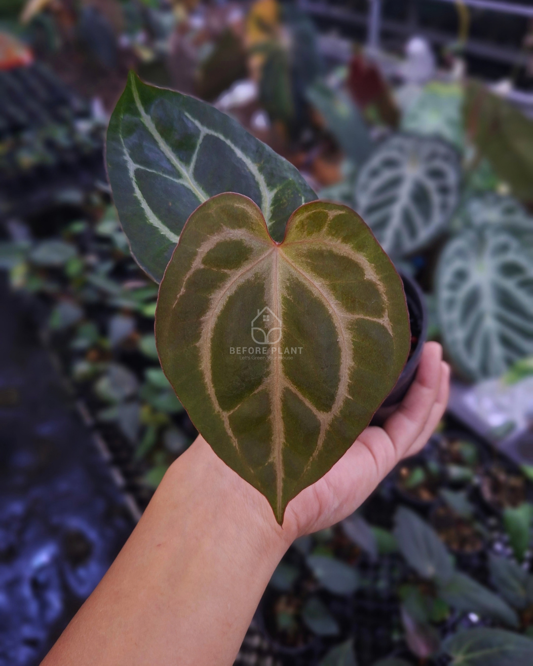Anthurium Black Venom x Angela Black Widow ( Standard Form )
