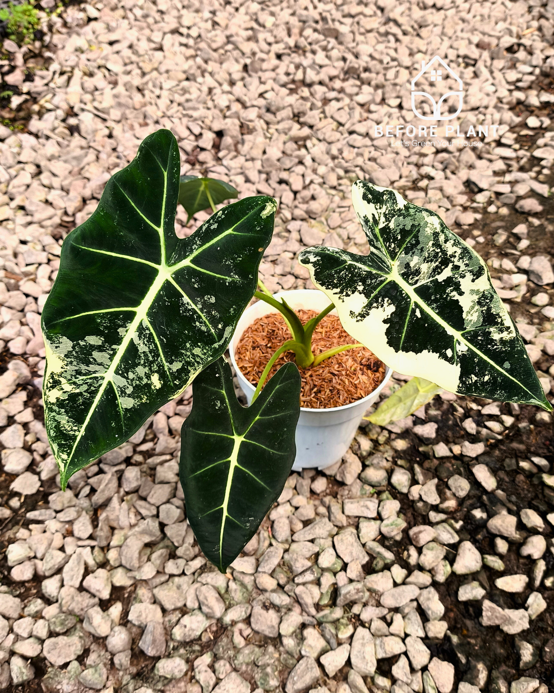 Alocasia Frydek Variegated
