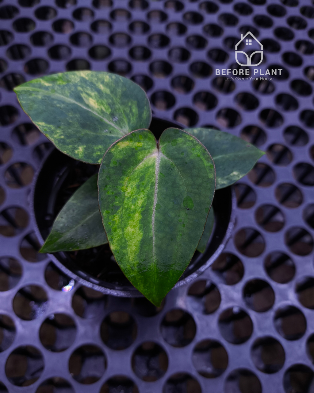 Anthurium Black Venom x Angela Black Widow