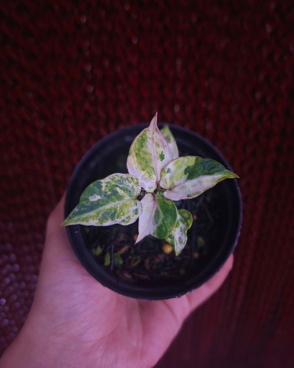 Anthurium Michelle x Silver Blush KOS