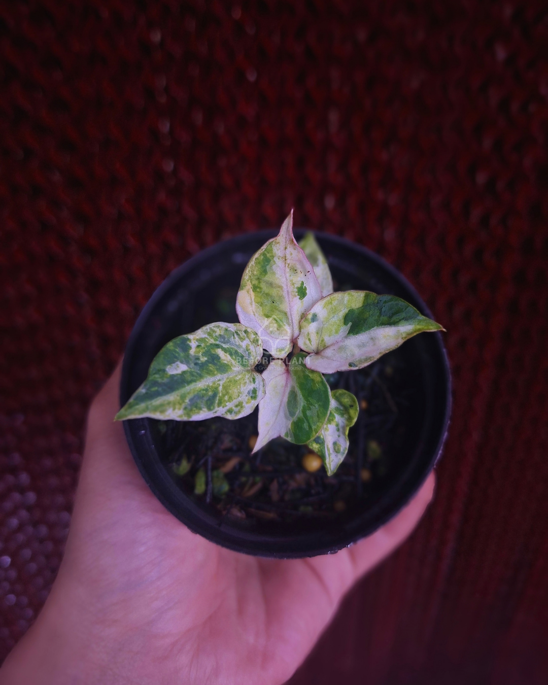 Anthurium Michelle x Silver Blush KOS