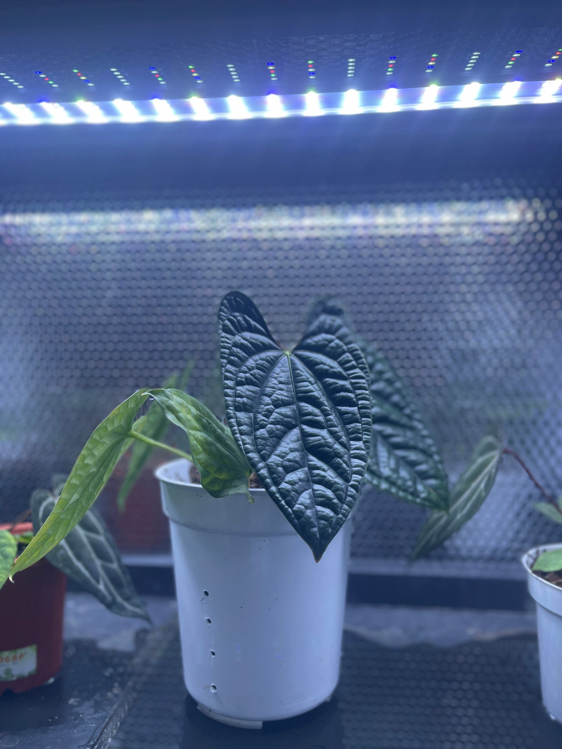 Anthurium Luxurian Ecuador