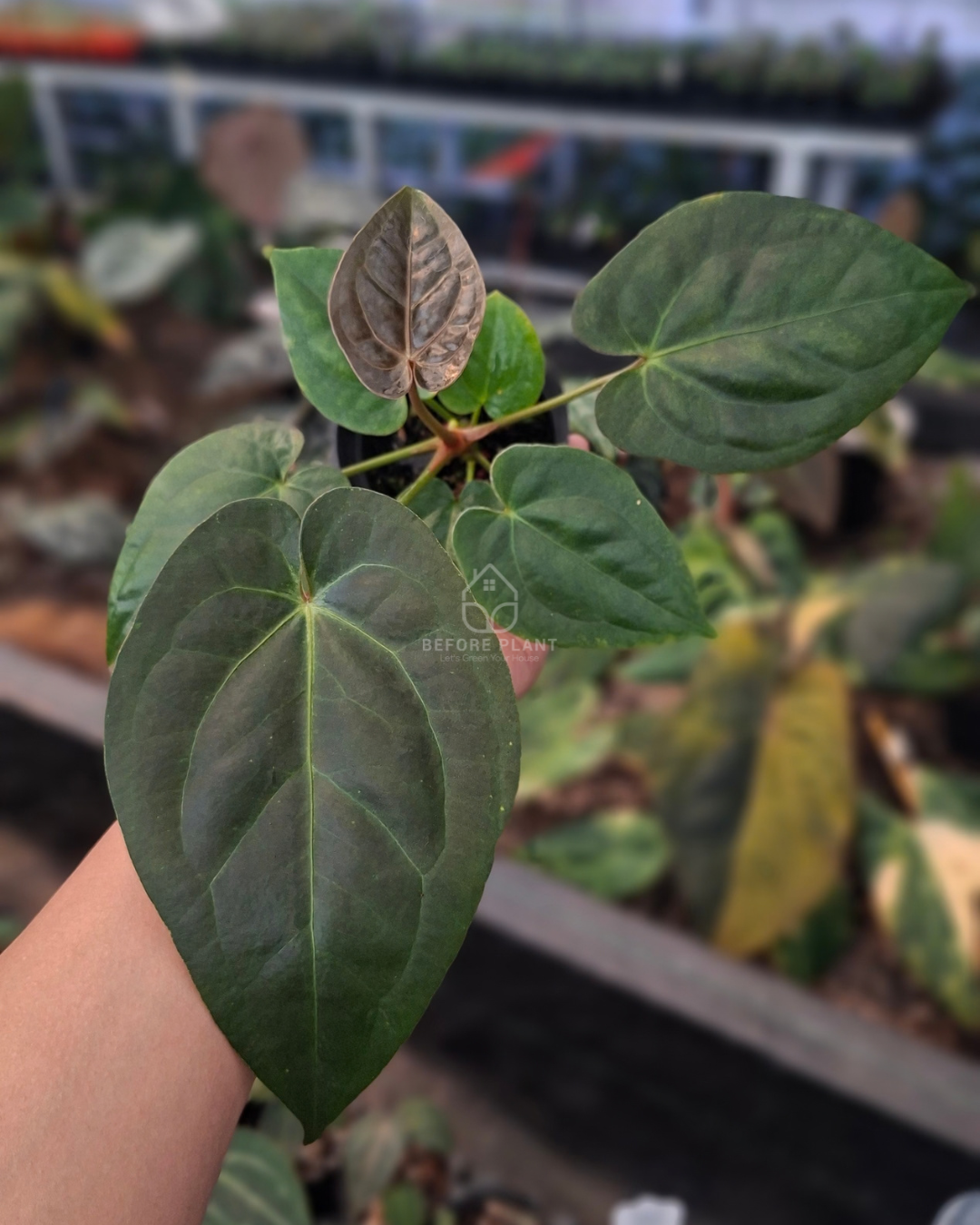 Anthurium Goliath x Michelle Pink