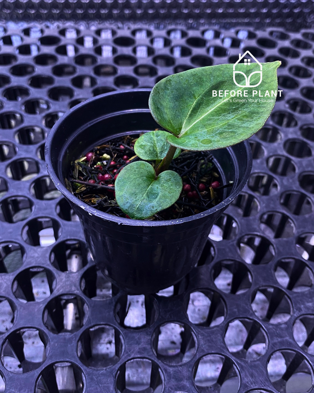 Anthurium King of Spades (HU) Seedling