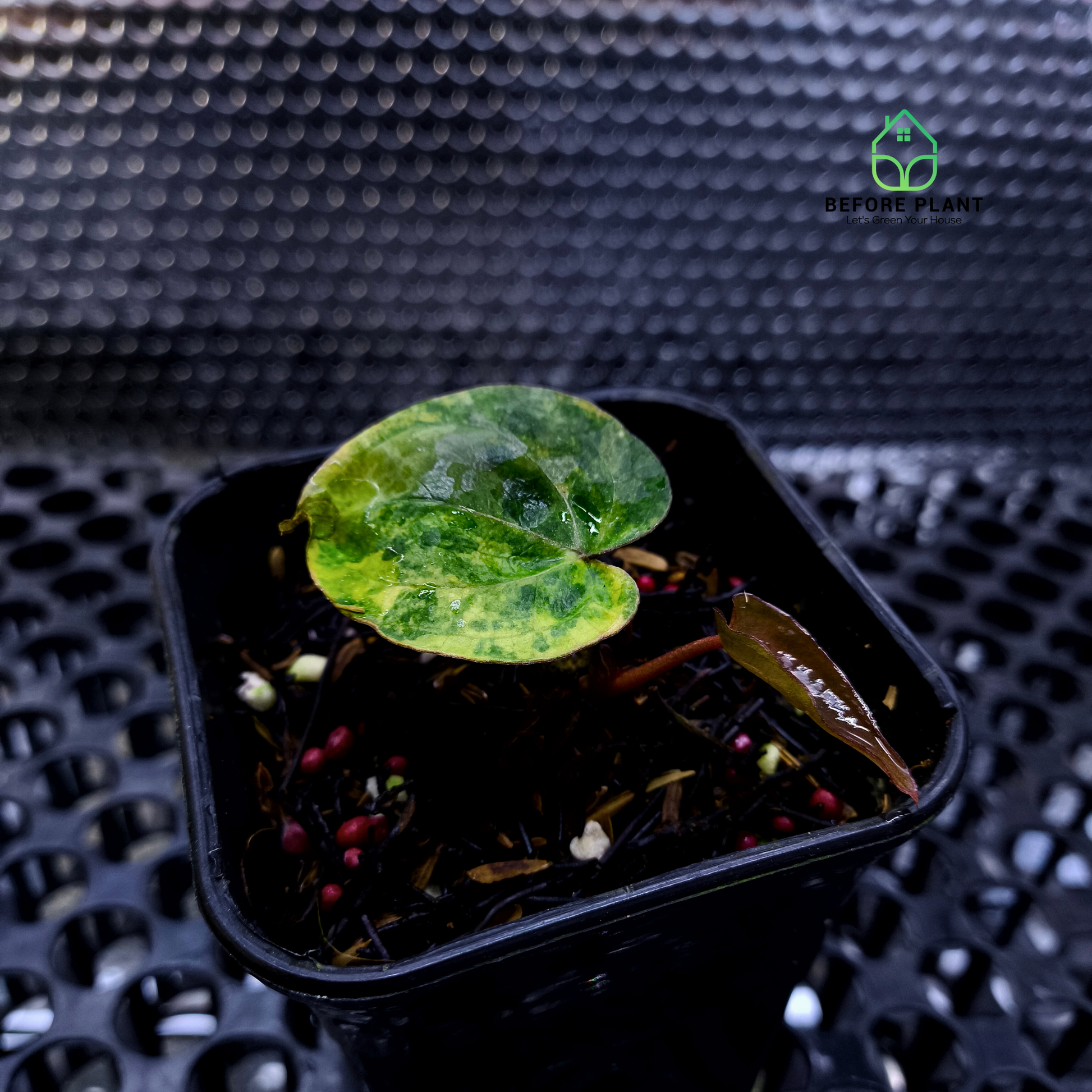 Anthurium Golden Sunrise x Red Vein Dark Phoenix (RVDP)