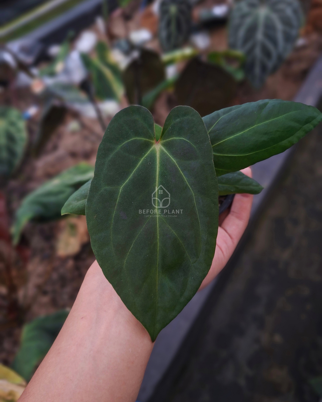 Anthurium Indigo x Papi Var AOS Tezula