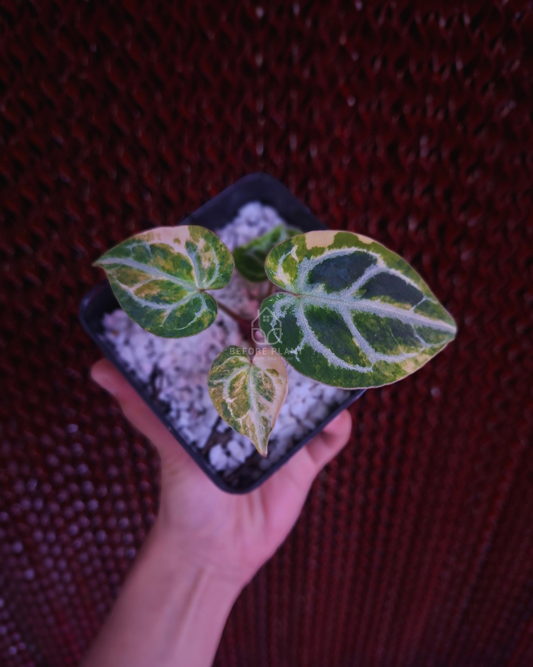 Anthurium Magna x Hellboy