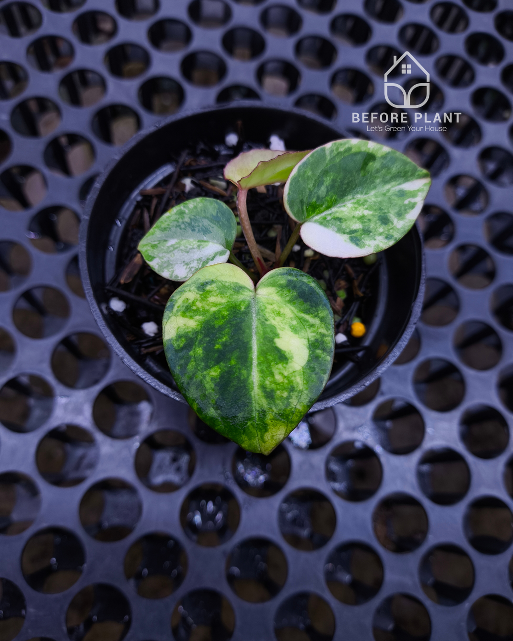 Anthurium Black Venom x RVC Michelle