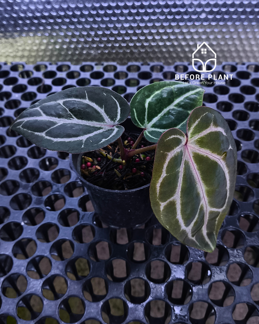 Anthurium Michelle X BVIT ZM RED