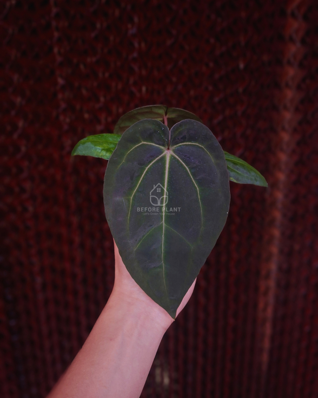 Anthurium Michelle x Papi Var Dressleri