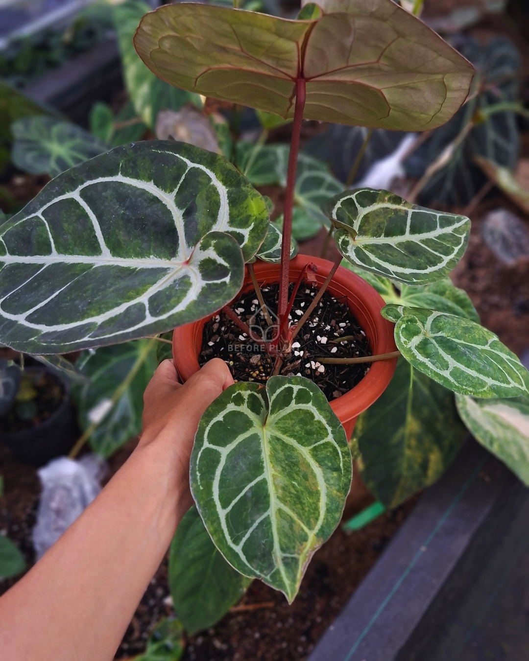 Anthurium Michelle Variegated x Tortoise Grey