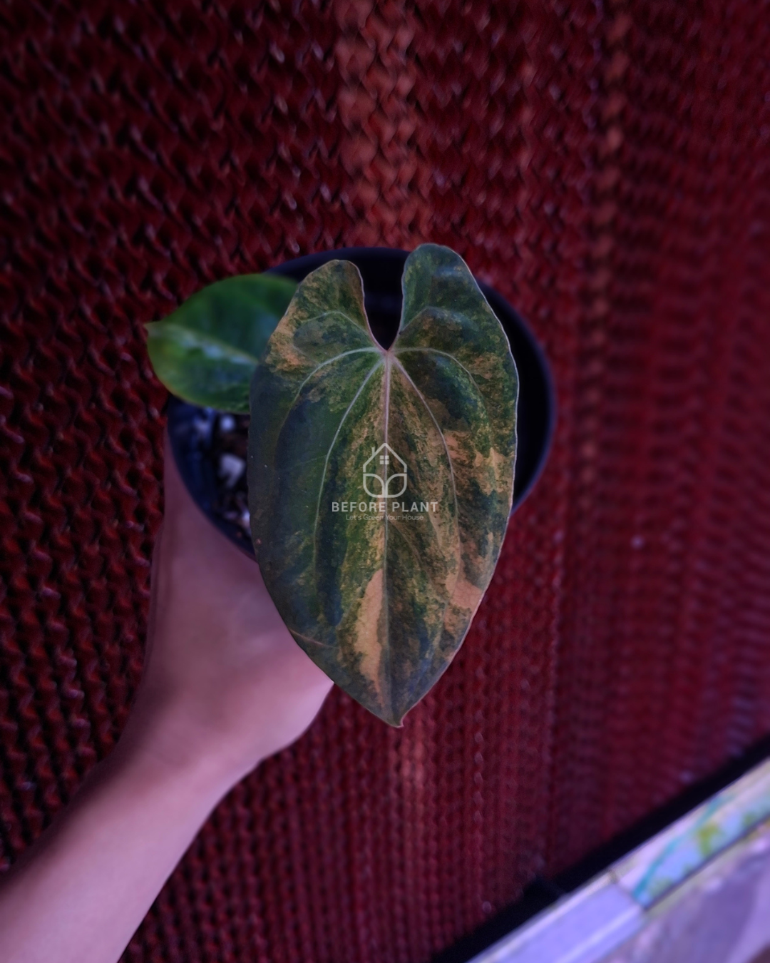 Anthurium Papillilaminum Variegated x Red Vein Dark Phoenix (RVDP)