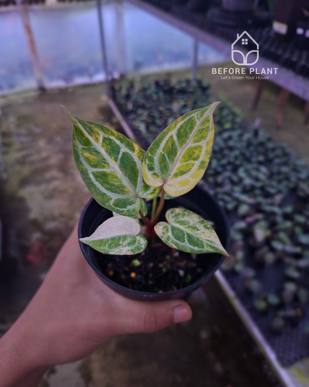 Anthurium Red Space x Mojang Geulis
