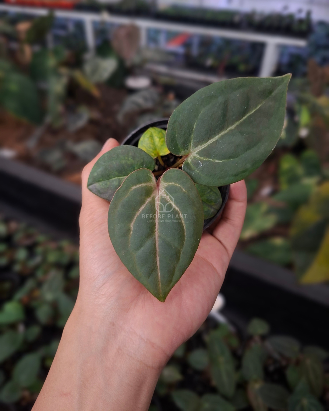 Anthurium Carla Porti NSE x Michelle Variegated
