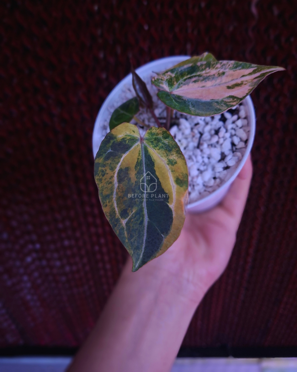 Anthurium Twistter x Red Crystal