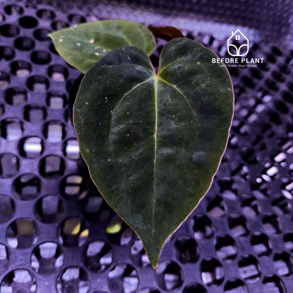 Anthurium Night Queen X Red Crystallinum