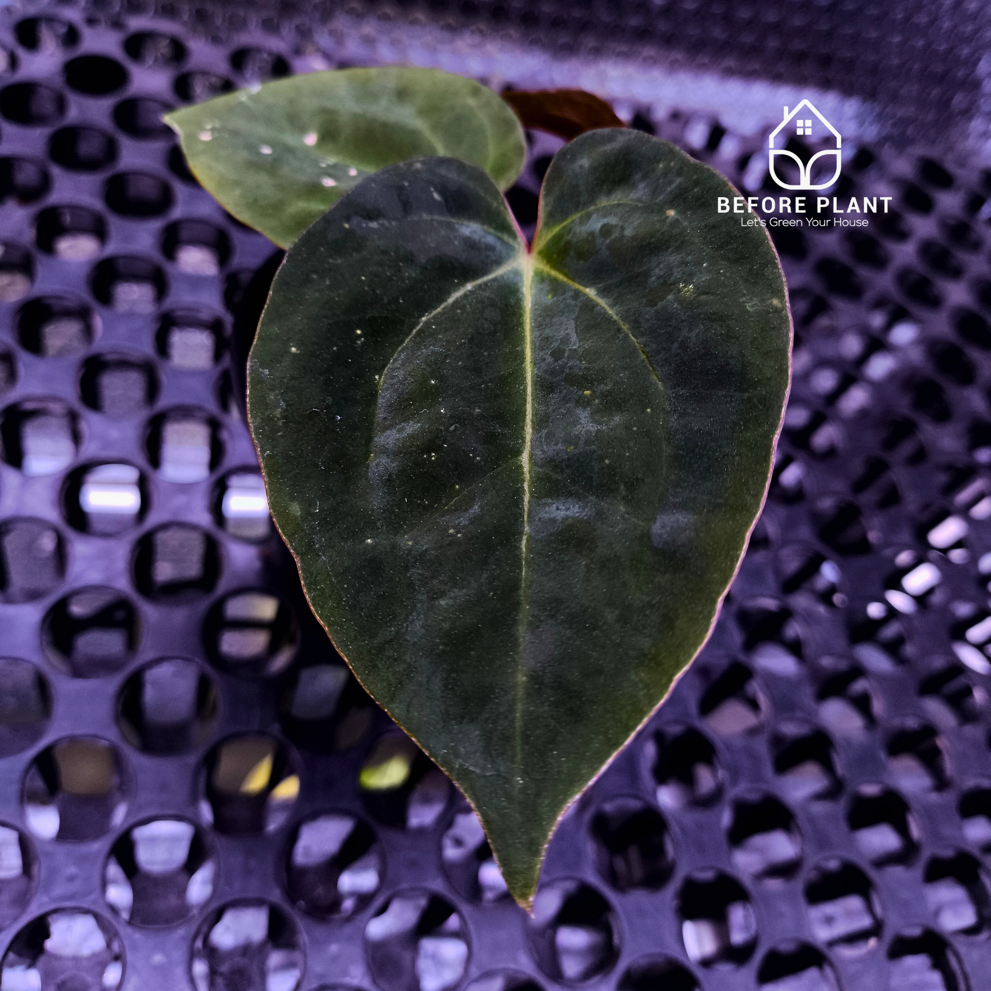 Anthurium Night Queen X Red Crystallinum