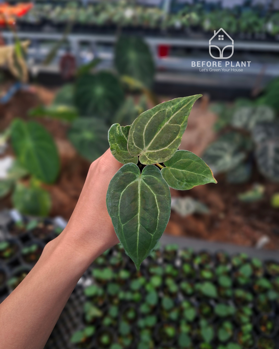 Anthurium Forgetii Blister x Indigo