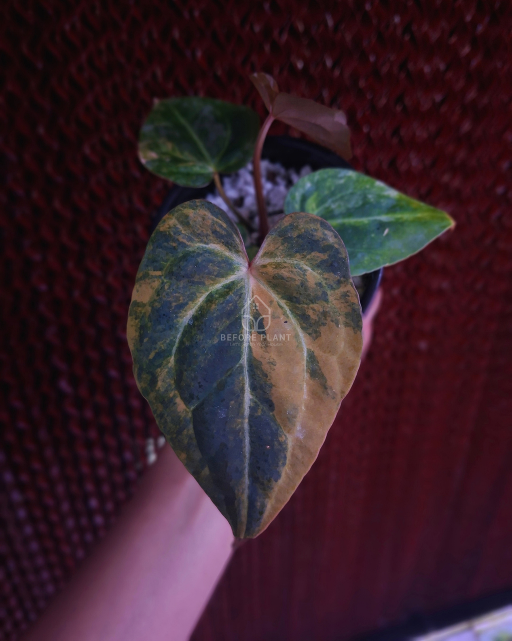 Anthurium Black Venom x Angela Black Widow ( Variegated Form )