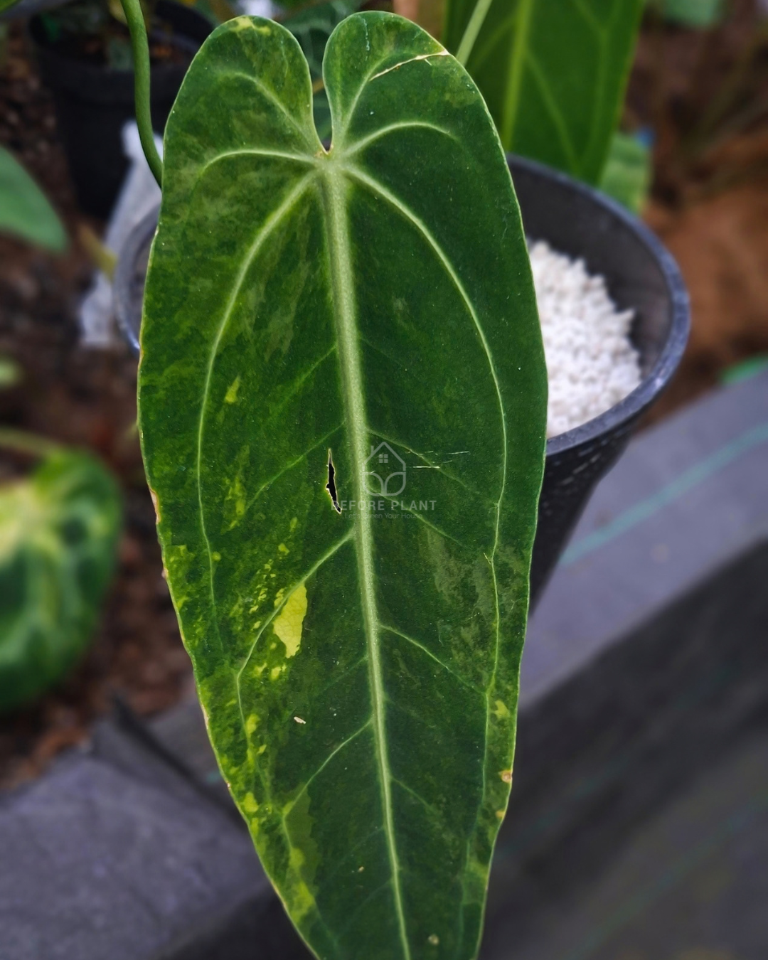 Anthurium Warocqueanum Dark Form Variegated